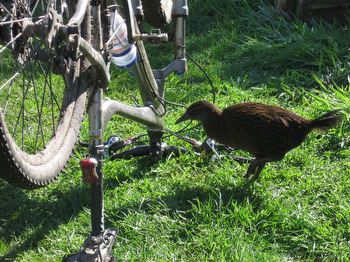 Cheeky wekas at Heaphy Hut will steal anything that isn't tied down, so keep a close eye on them.